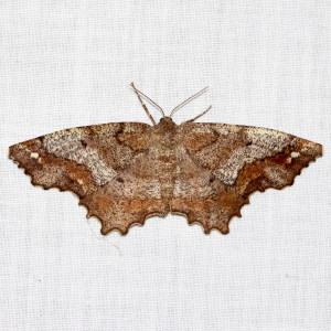 6654 Hypagyrtis unipunctata,  One-spotted Variant Moth