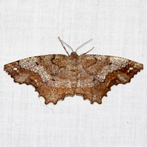 6654 Hypagyrtis unipunctata,  One-spotted Variant Moth
