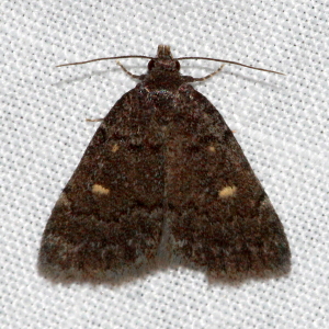 8329 Idia diminuendis, Orange-spotted Idia Moth