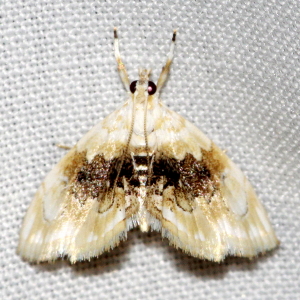 4881 Lipocosma sicalis