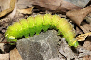 7758 Actias luna Luna Moth Caterpillar