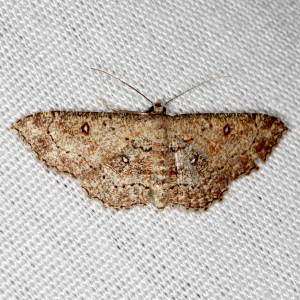 7140 Cyclophora nanaria