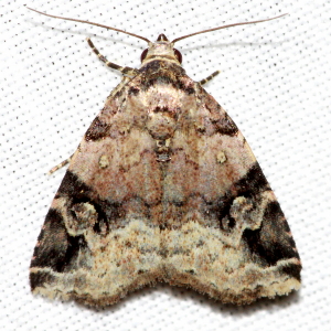 9030 Ozarba aeria, Aerial Brown Moth