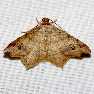 6326, 6331, or 6335 Macaria sp