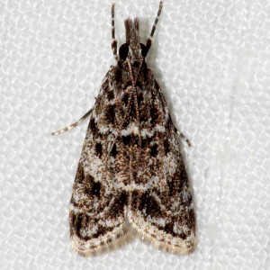 4716 Scoparia biplagialis, Double-striped 