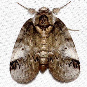 8970 Baileya ophthalmica, Eyed Baileya Moth