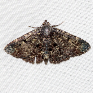 8503 Metalectra diabolica,  Diabolical Fungus Moth