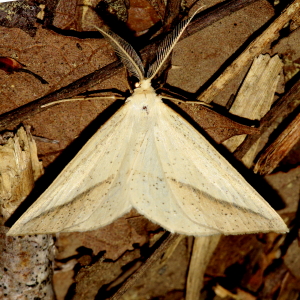 6858 Lychnosea intermicata