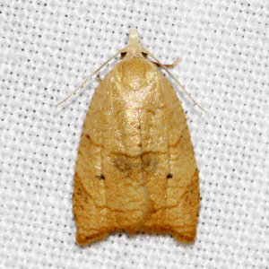 3747 Coelostathma discopunctana, The Batman Moth