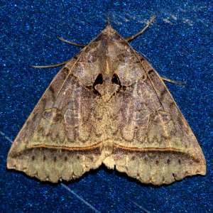 8747 Celiptera frustulum, Black Bit Moth