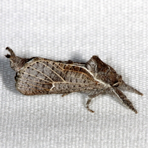 2668 Givira anna, Anna Carpenterworm Moth