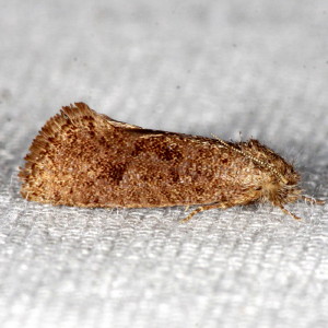 355.1 Acrolophus heppneri