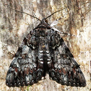 8794 Catocala lacrymosa, Tearful Underwing Moth