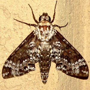 7778 Manduca rustica, Rustic Sphinx Moth