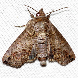 8962 Paectes abrostoloides, Large Paectes Moth