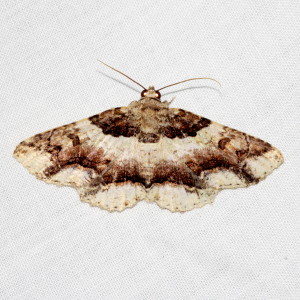 8692 Zale galbanata, Maple Zale Moth