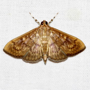 5268 Psara obscuralis, Obscure Psara Moth