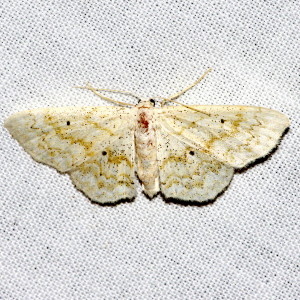 7123 Rippled Wave Moth, Idaea obfusaria