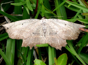 6726 Euchlaena obtusaria, Obtuse Euchlaena Moth