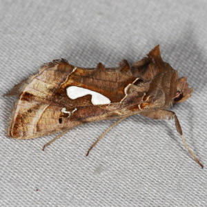 8907 Megalographa biloba, Bilobed Looper Moth