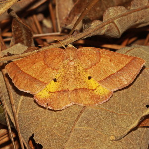 6832 Metarranthis obfirmaria, Yellow-washed Metarranthis Moth