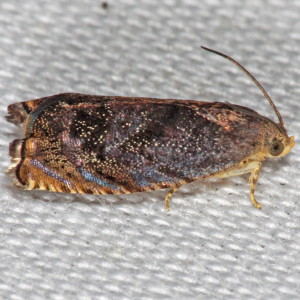 3471 Cydia caryana, Hickory Shuckworm Moth