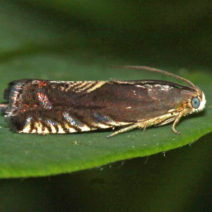 3443 Grapholita tristrigana, Three-lined Grapholita Moth