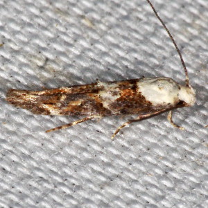 1448 Mompha murtfeldtella