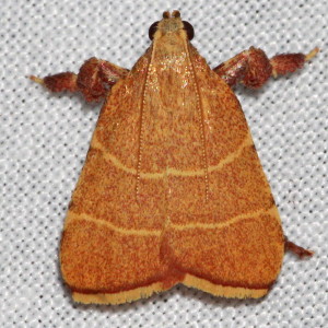 5538 Parachma ochracealis