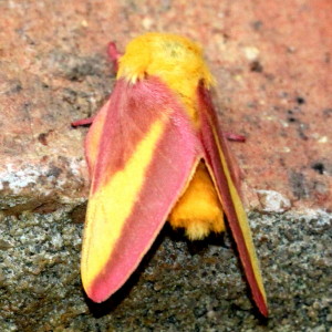 7715 Dryocampa rubicunda Rosy Maple Moth