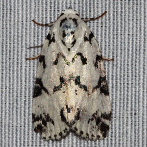 9285 Polygrammate hebraeicum, Hebrew Moth