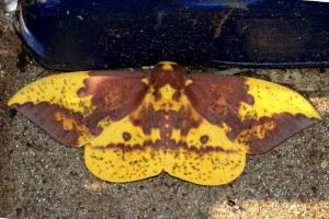 7704 Eacles imperialis Imperial Moth