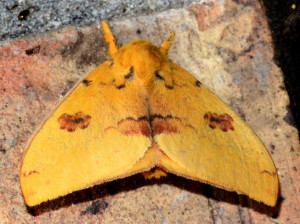 7746 Automeris io Io Moth