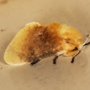 4647 Megalopyge opercularis, Southern Flannel Moth