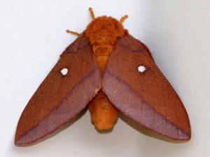 7723 Anisota virginiensis Pink-striped Oakworm Moth