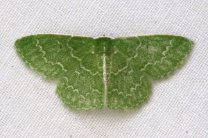 7059 Synchlora frondaria   Southern Emerald Moth