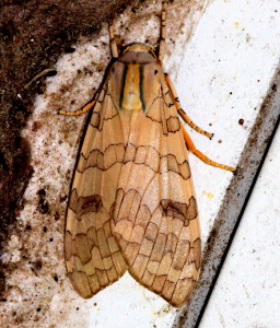 8203/8204 Halysidota tessellaris/Halysidota