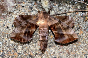Amorpha juglandis, Walnut Shinx Moth 7827