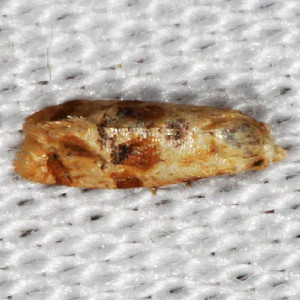 3767 Cochylis aurorana