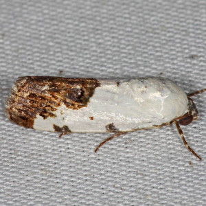 9136 Tarache aprica, Exposed Bird-dropping Moth