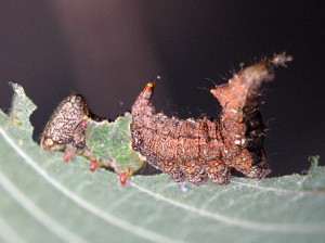 Schirzura unicornis, Unicorn Caterpillar