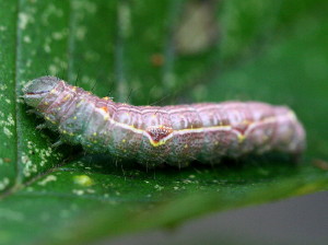 Lochmaeus bilineta, Double-lined Prominent 7999