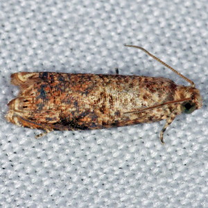 2701 Episimus argutana, Sumac Leaftier Moth