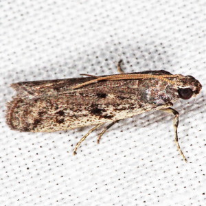 5946.2 Phycitodes reliquella