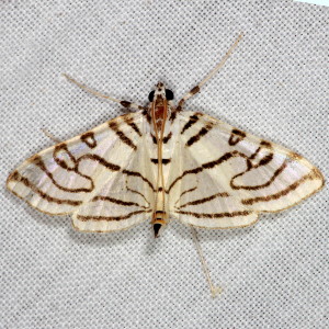 5362 Crambus agitatellus 