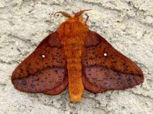 7716 Anisota stigma Spiny Oakworm Moth