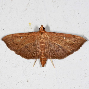5126 Geshna cannalis, Lesser Canna Leafroller Moth