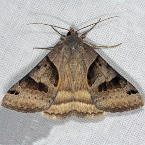 8739 Caenurgina erechtea, Forage Looper Moth