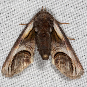 8957 Paectes oculatrix, Eyed Paectes Moth