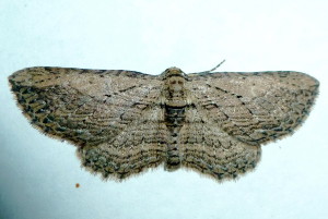 7445 Horisme intestinata, Brown Bark Carpet Moth